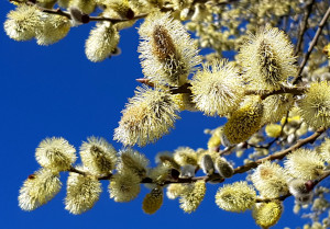 Salweide Salix caprea Blütenkätzchen