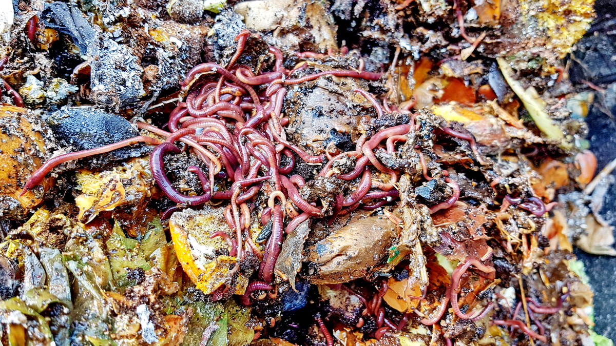 Der Kompostwurm vermehrt sich sehr schnell