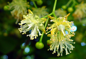 Sommerlinde (Tilia platyphyllos) Blüten Bienenweide Tee