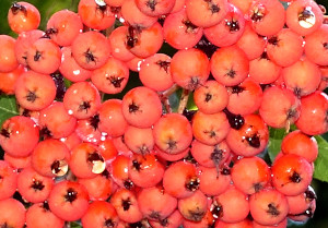 Vogelbeere (Sorbus aucuparia) Blüten Vogeflutter Früchte