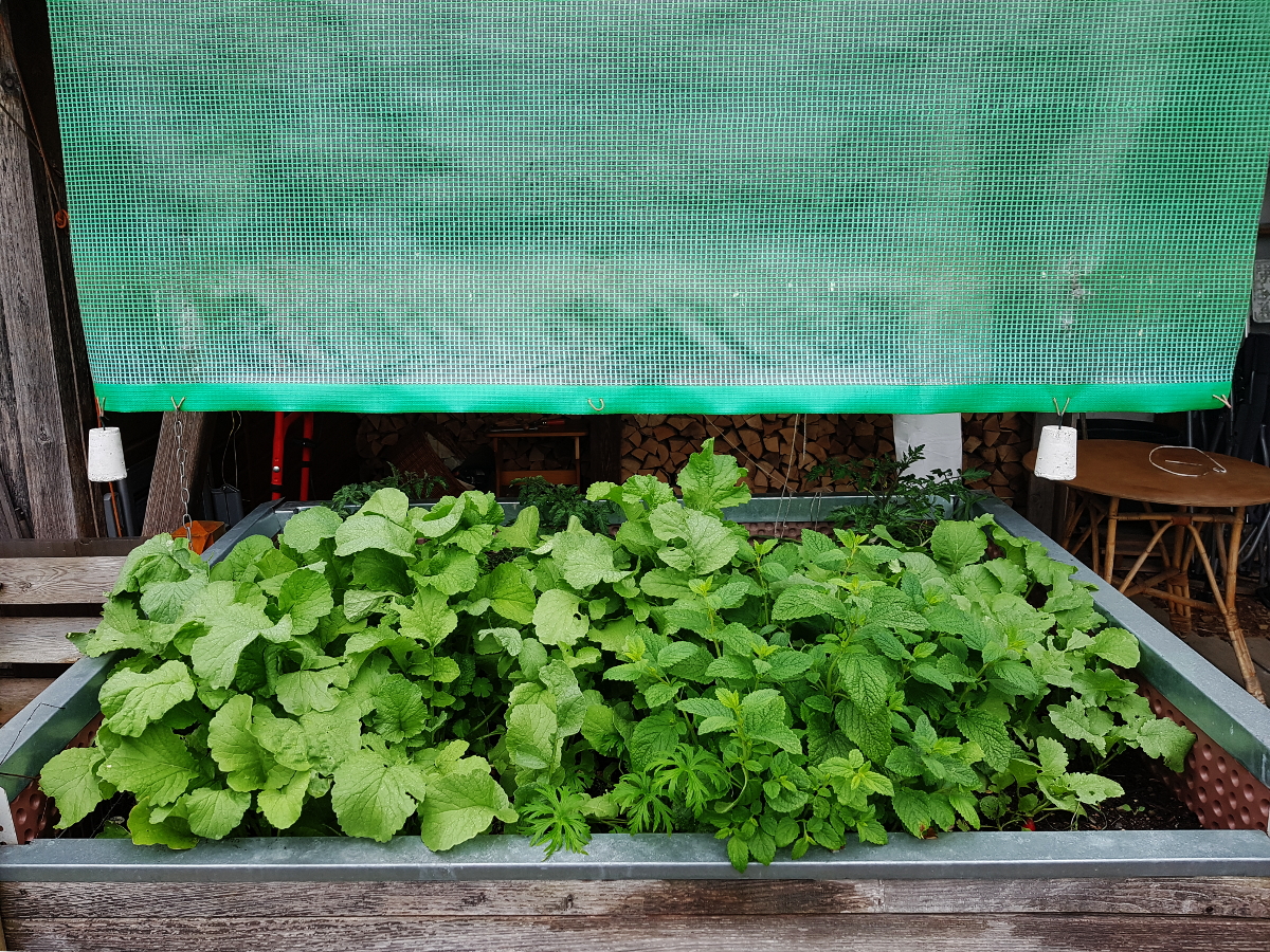 Tomaten  im Hochbeet mit Regenschutz