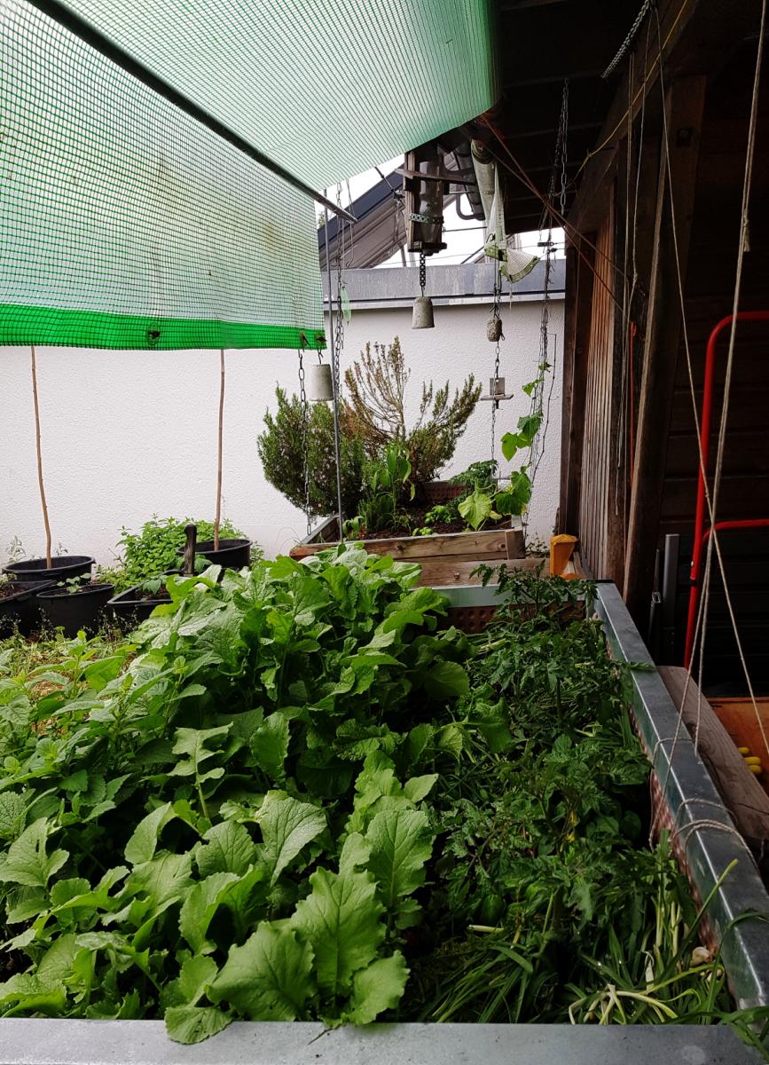 Tomaten  im Hochbeet mit Regenschutz