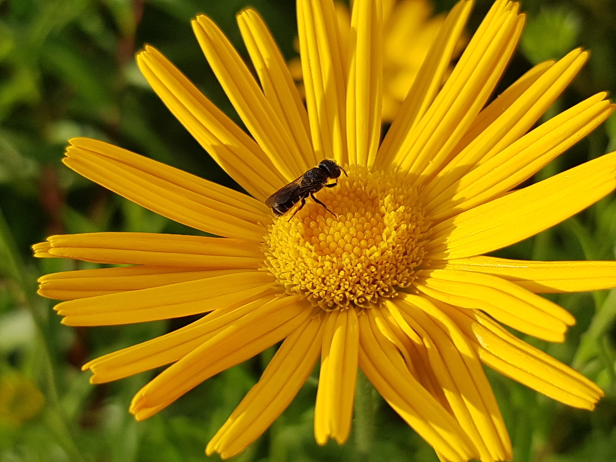  Schwert-Alant - Inula ensifolia 