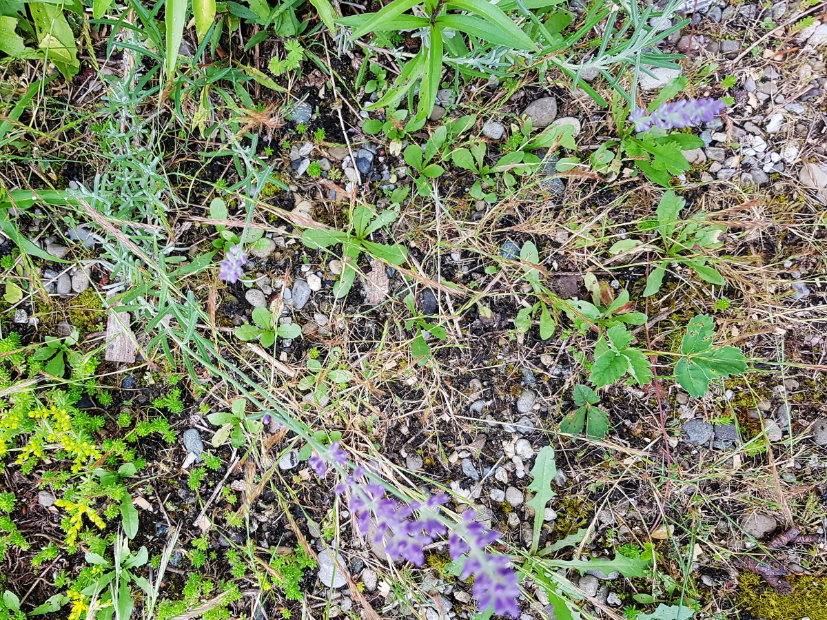 Lavandula angustifolia - Lavendel