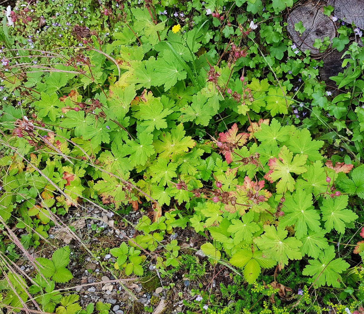 Geranium macrorrhizum - Felsen-Storchschnabel