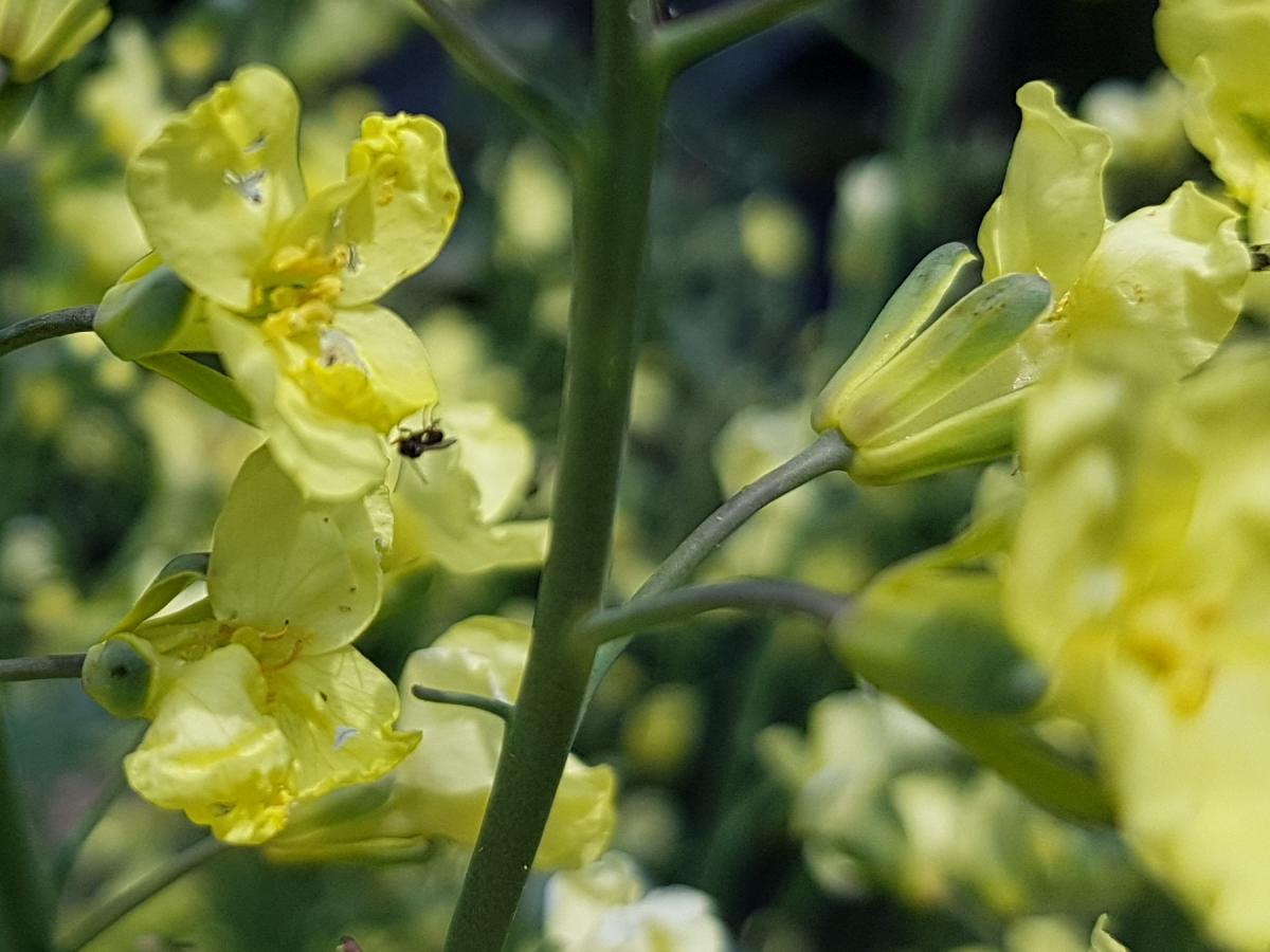 Brokkoli Blüte mit Wildbiene