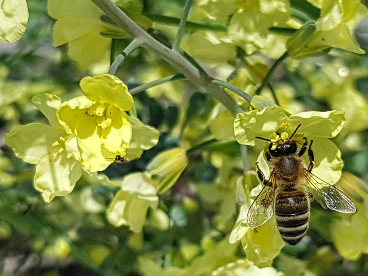 Brokkoli Blüte mit Biene