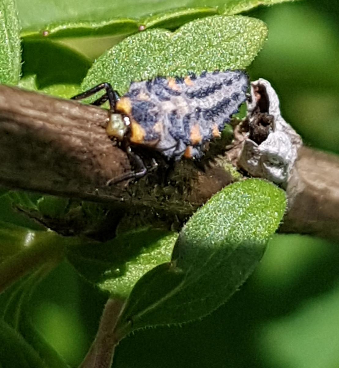 Marienkäfer-Larve in der Bioland Gärtnerei