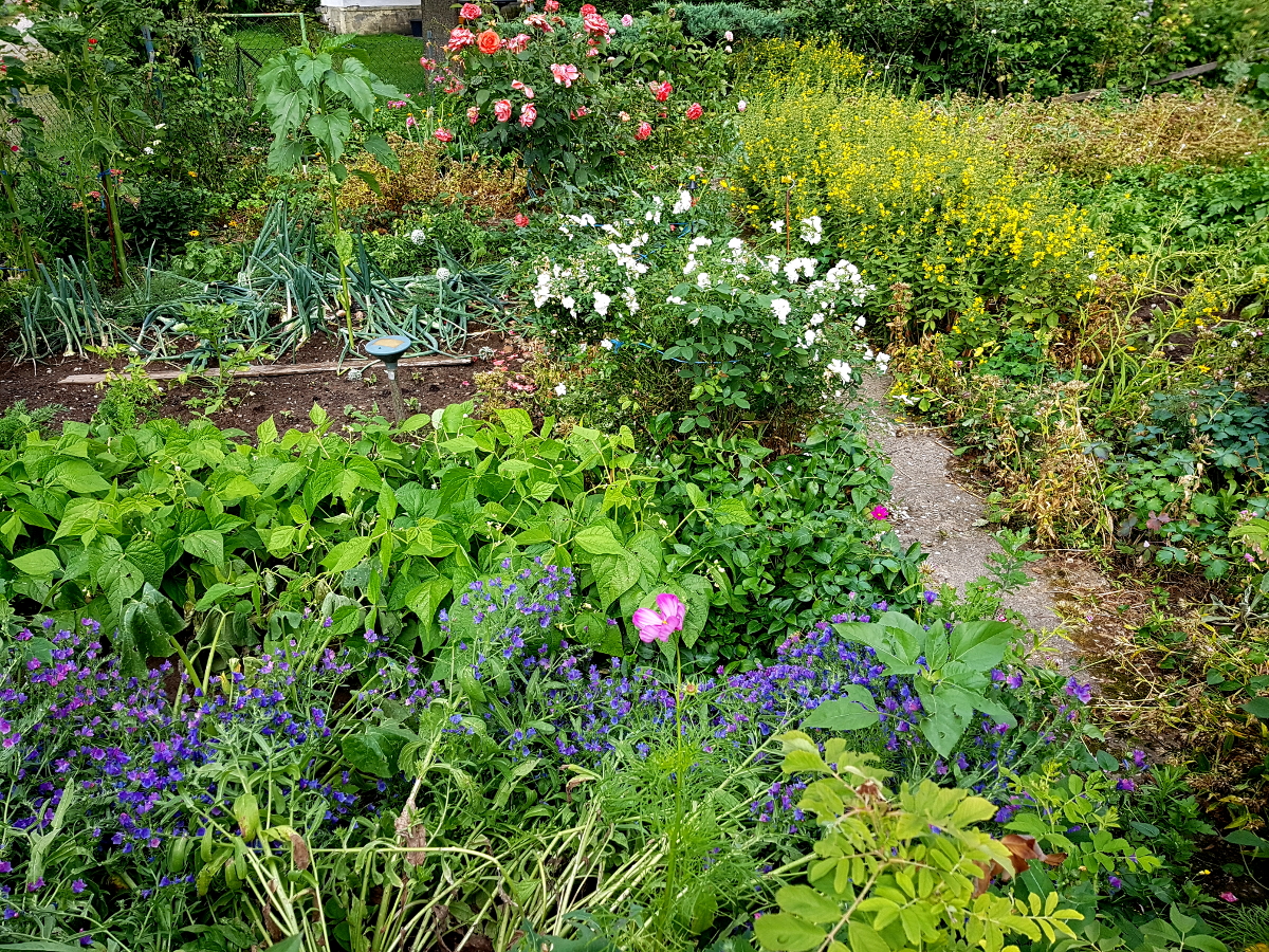 Bauerngarten mit Blumenreichtum