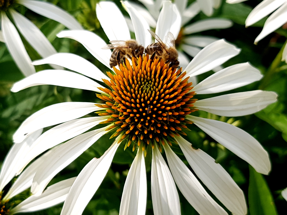 Schein-Sonnenhut Echinacea purpurea erfreut die Bienen