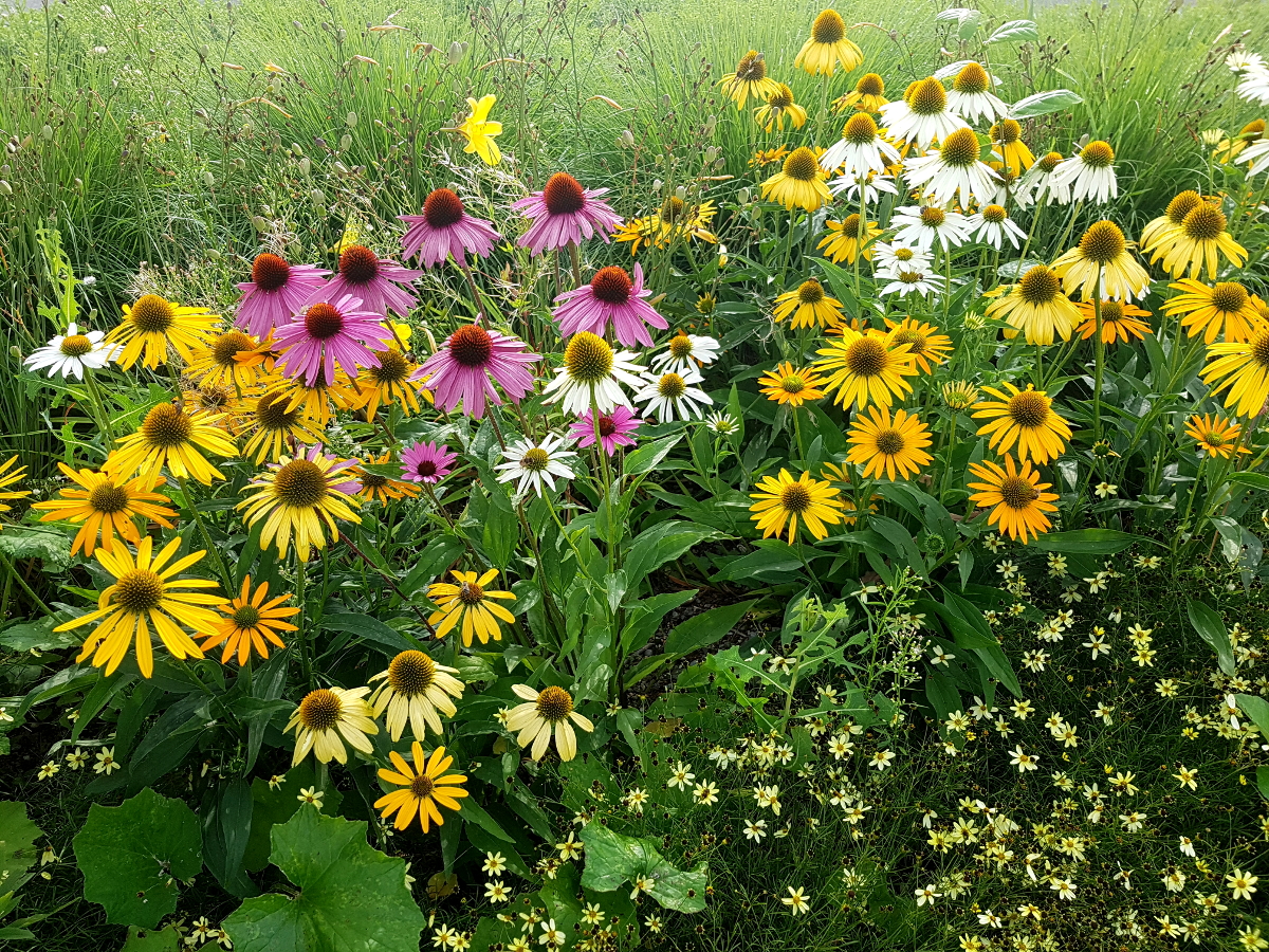 Buntes Sommerbeet mit Echinaceen und Begleitstauden