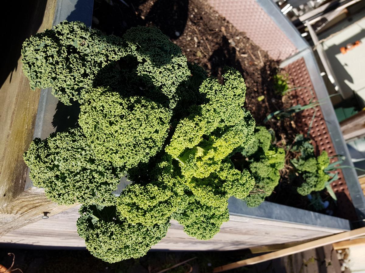 Grünkohl vor der ersten Ernte Grünkohl vor der ersten Ernte