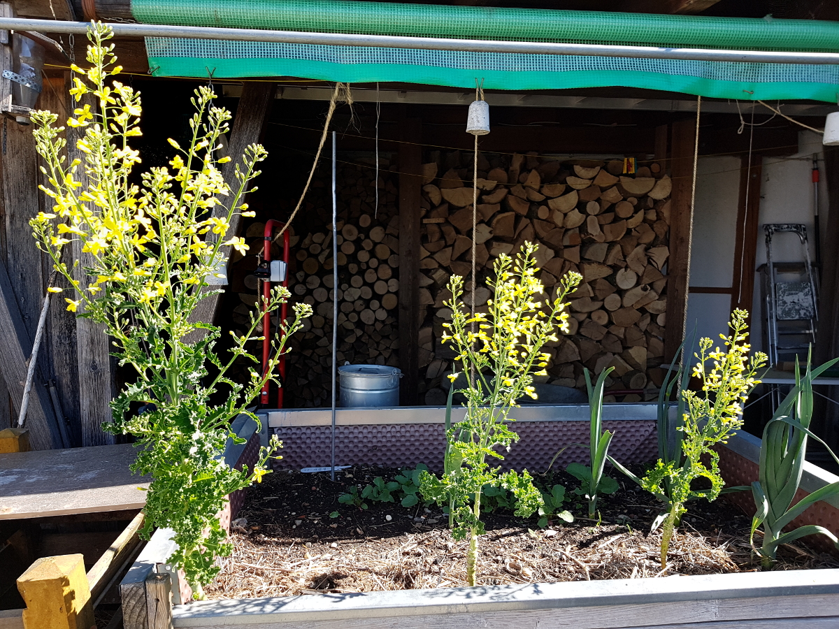 Grünkohl in voller Blüte Grünkohl in voller Blüte