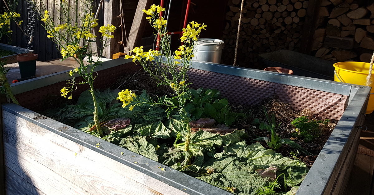 grünkohl schon wieder geerntet grünkohl schon wieder geerntet