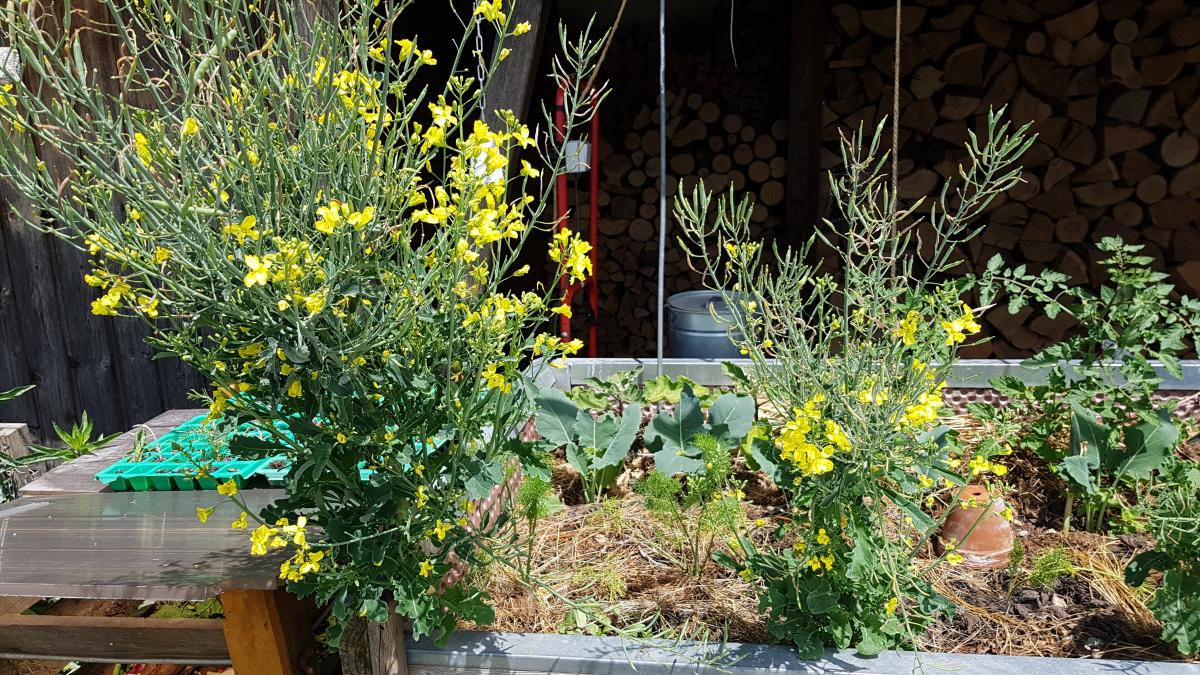 Grünkohl mit Samen, Blüten, erntefähigen Blättern Grünkohl mit Samen, Blüten, erntefähigen Blättern