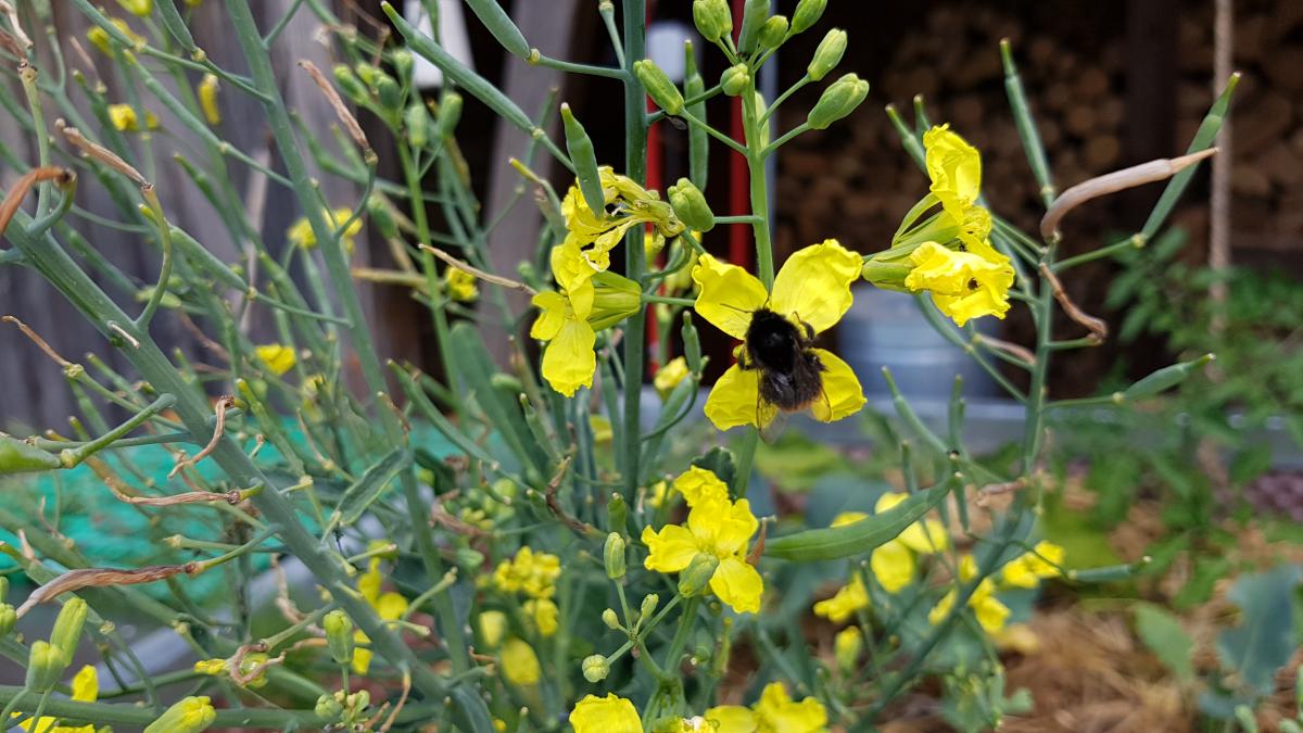 Steinhummel auf Grünkohl Blüte Steinhummel auf Grünkohl Blüte