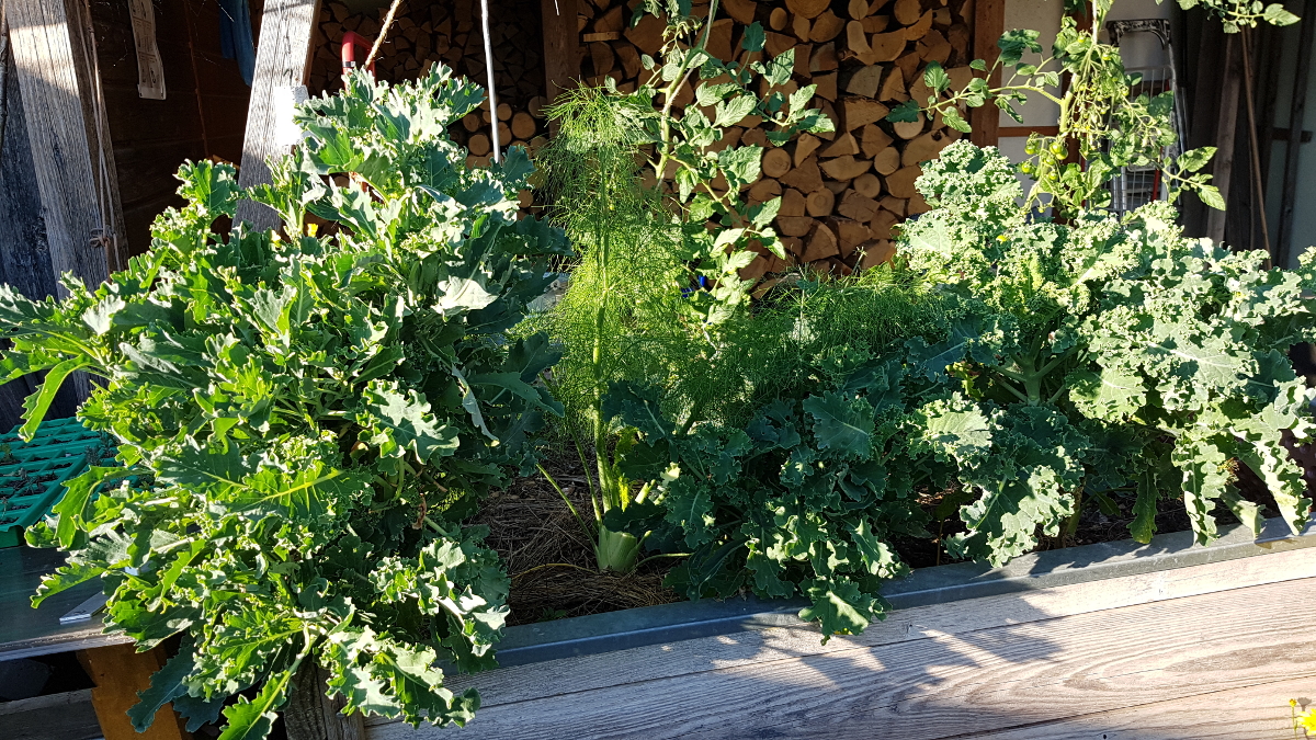 Grünkohl Dreiviertel Jahr alt Grünkohl Dreiviertel Jahr alt