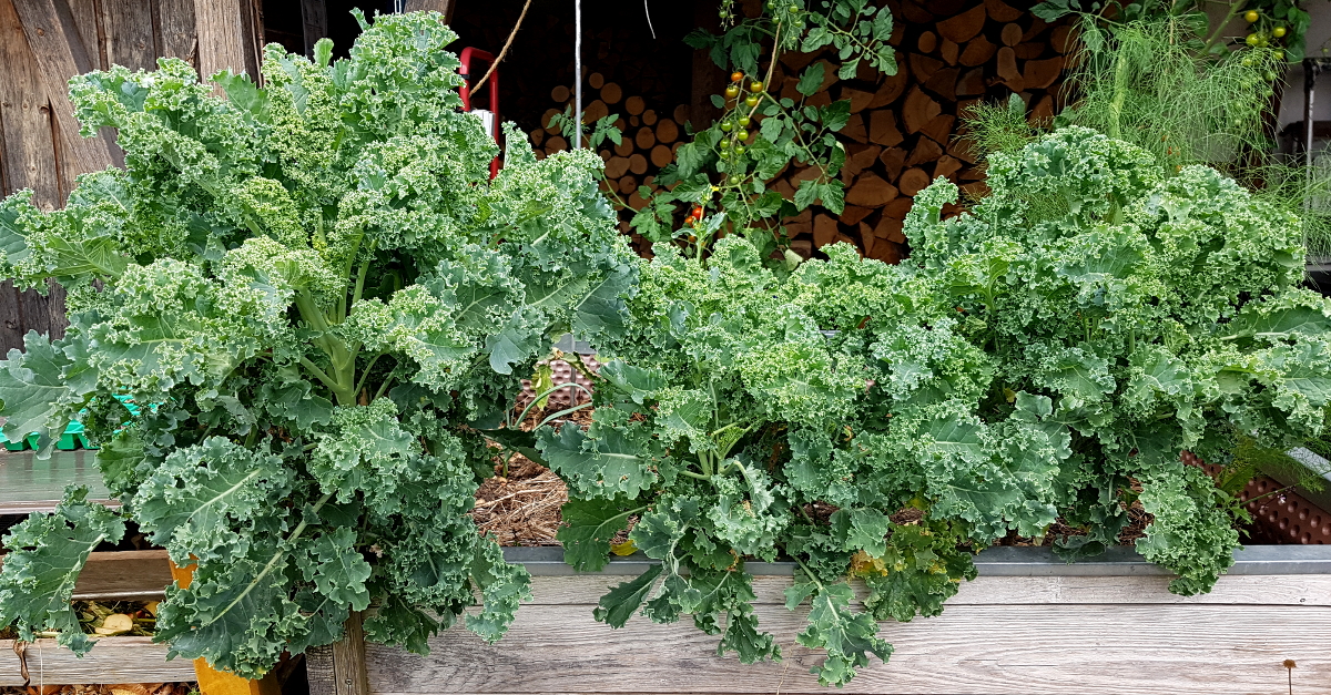 Grünkohl nach der Sommerernte Grünkohl nach der Sommerernte