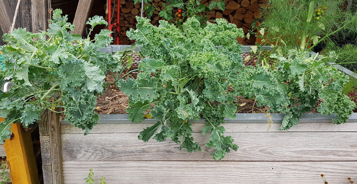 Grünkohl nach der Sommerernte Grünkohl nach der Sommerernte