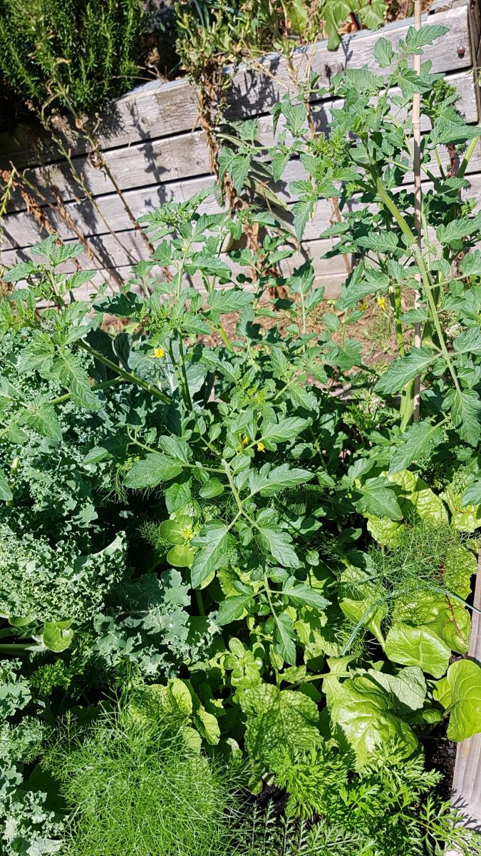 Mischkultur auf niedrigem Hochbeet Möhren, RAdieschen Portulak Tomaten