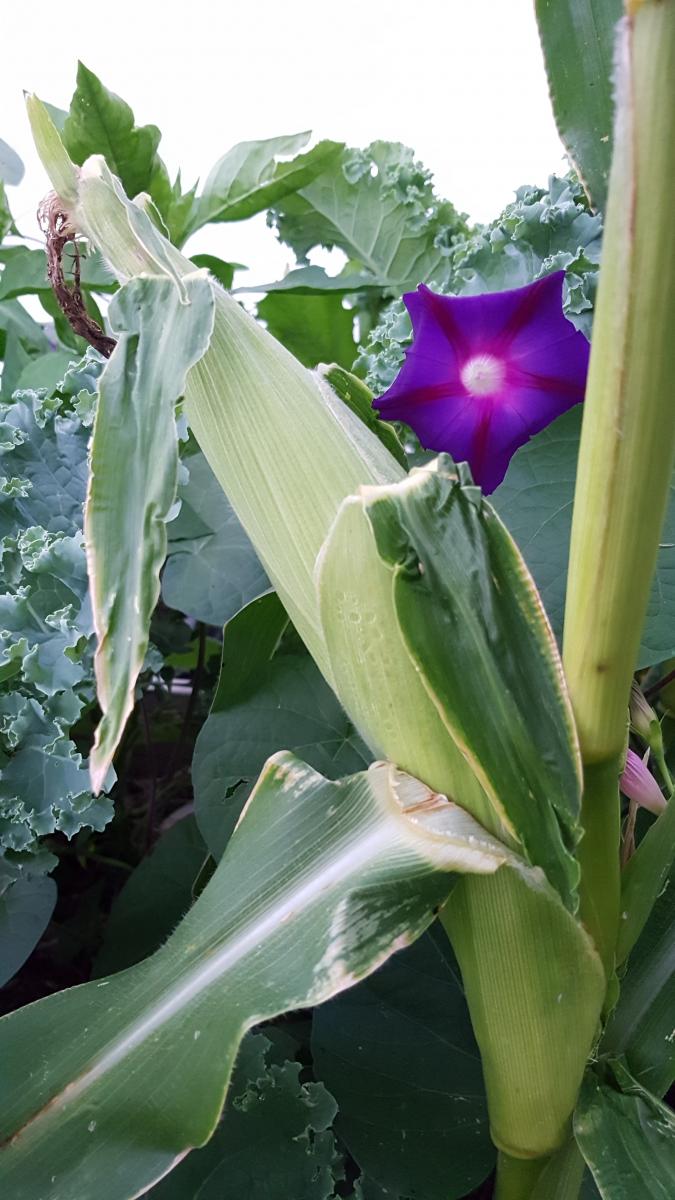 Süßkartoffel Gemüse und Blumenschmuck zu gleich