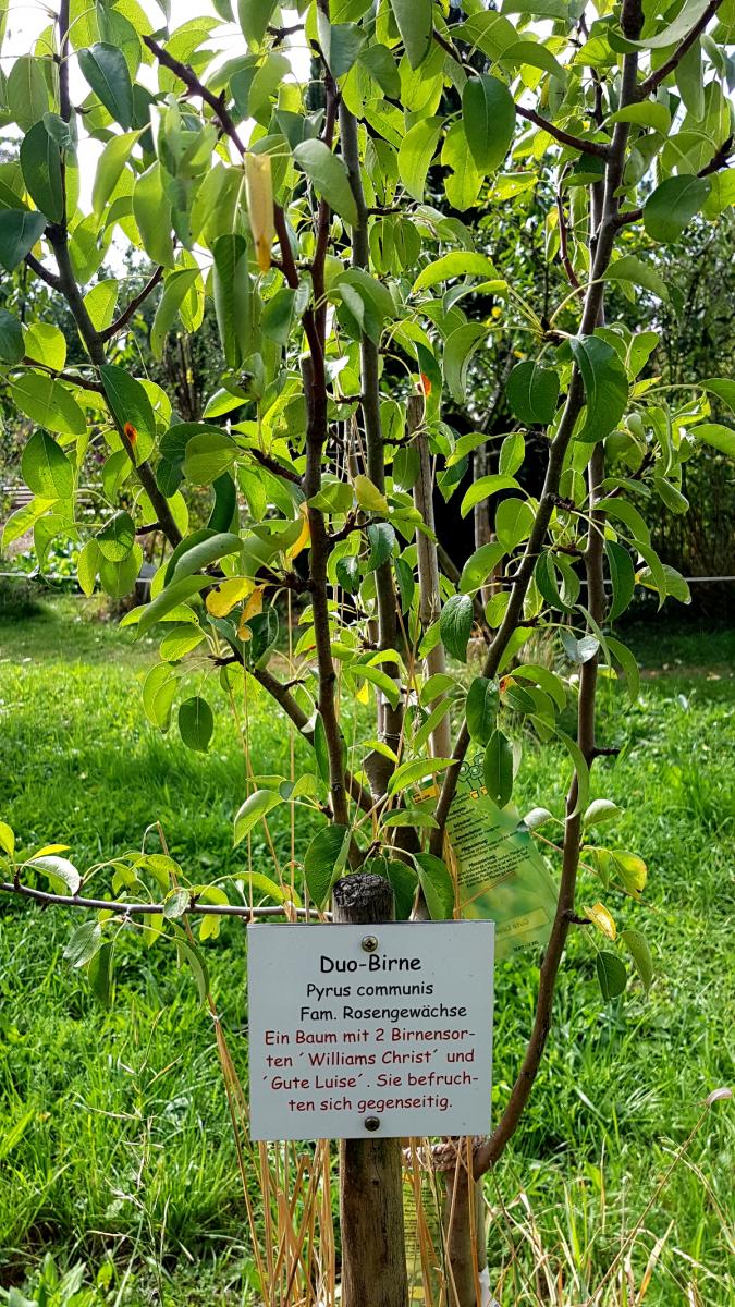 Kräutergarten Inzigkofen - Obstbäume