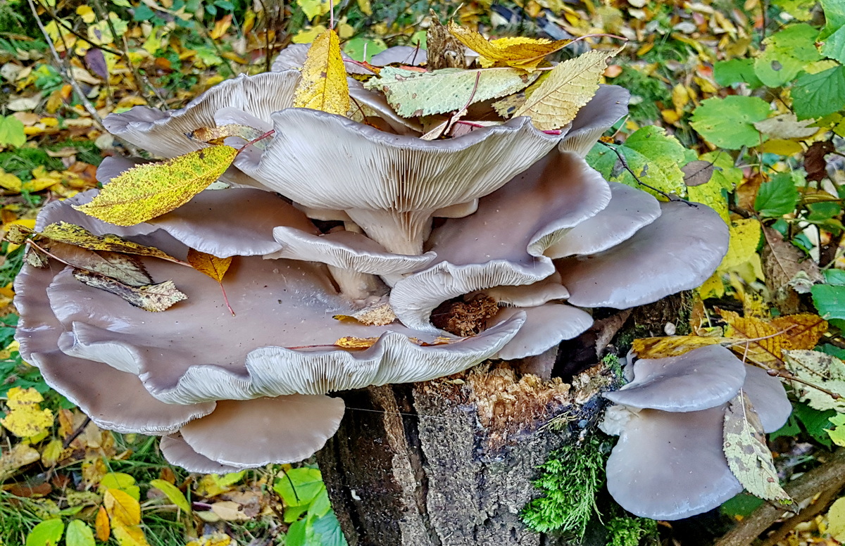 Kulturpilze auf Holzstämmen - Austernpilze