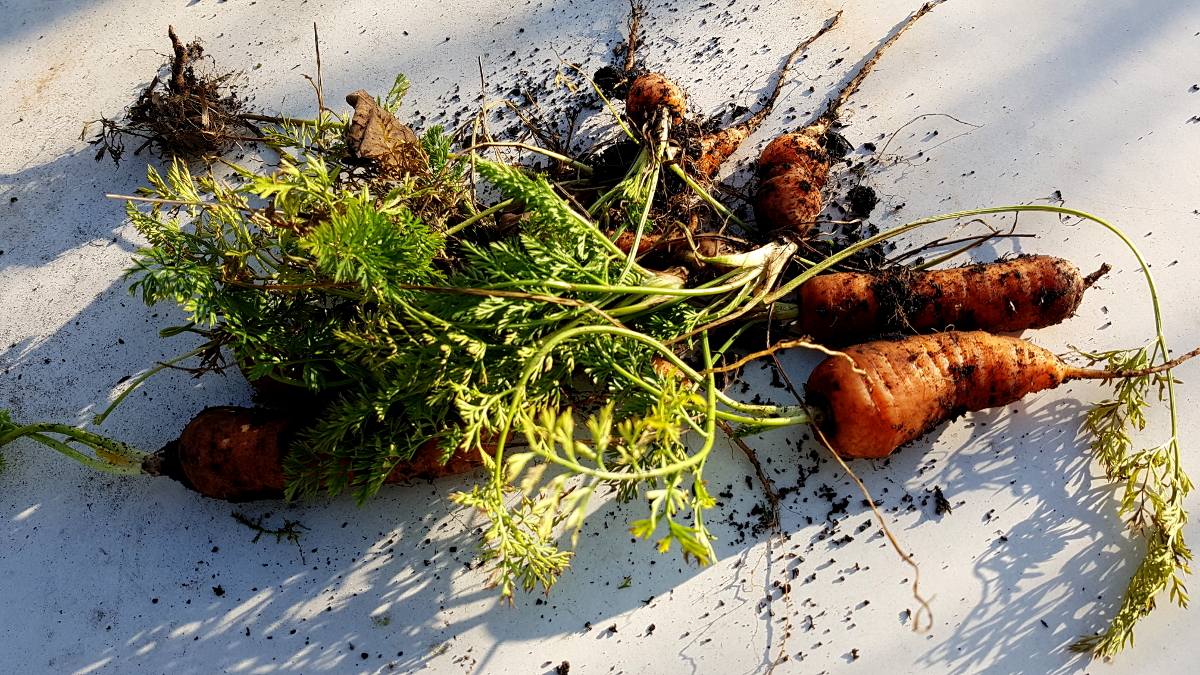 Möhren vom letzten Herbst