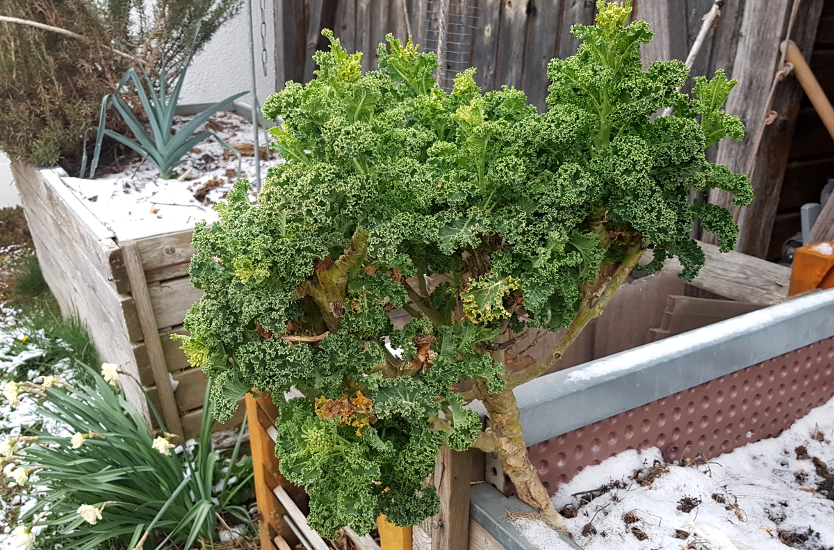 Grünkohl vom letzten Jahr vor der zweiten Blüte Grünkohl vom letzten Jahr vor der zweiten Blüte