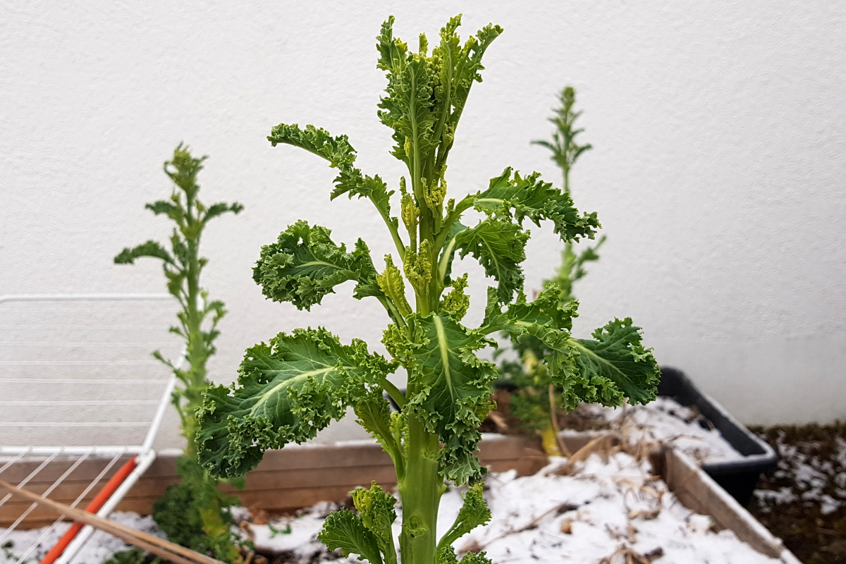 Grünkohl nach der Ernte vor der Blüte Grünkohl nach der Ernte vor der Blüte