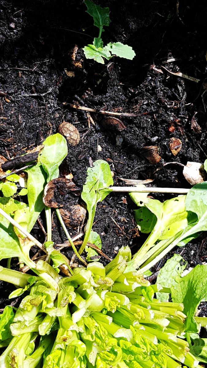 Erster Grünkohl Nachwuchs Erster Grünkohl Nachwuchs