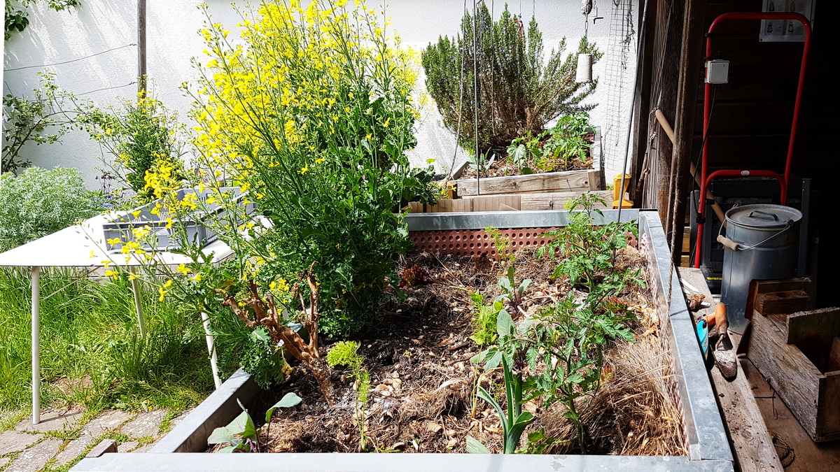 Grünkohl von 2019 blüht 2021 Grünkohl von 2019 blüht 2021