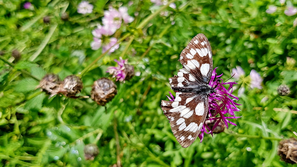 Schachbrettfalter am Schmetterlings-Pfad auf die Wilhelmsfeste in Ulm