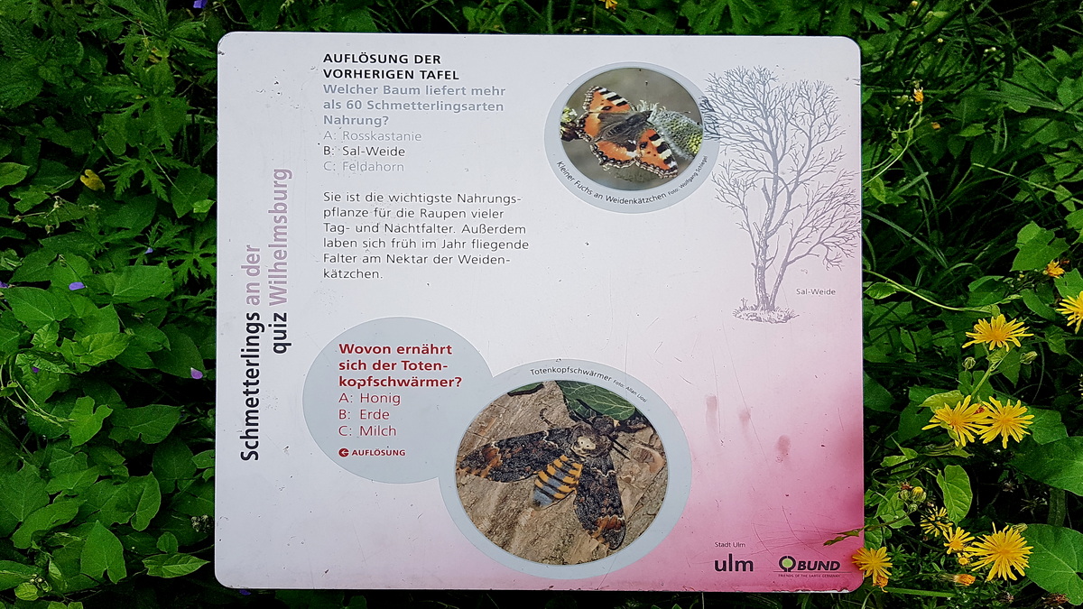 Schmetterlings-Pfad mit Lehrtafeln auf die Wilhelmsfeste in Ulm