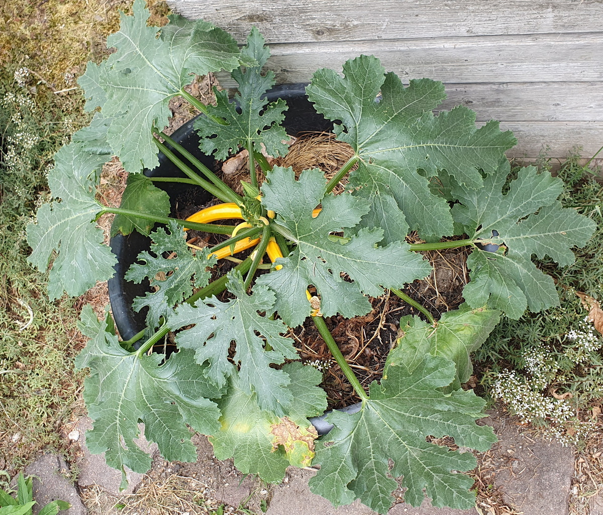 Zucchini am Abend ohne Gießen