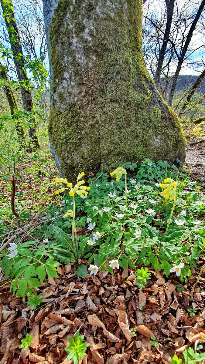Echte Schlüsselblume (Primula veris) Buschwindröschen (Anemone nemorosa) Waldmeister (Galium odoratum) Echte Schlüsselblume (Primula veris) Buschwindröschen (Anemone nemorosa) Waldmeister (Galium odoratum)