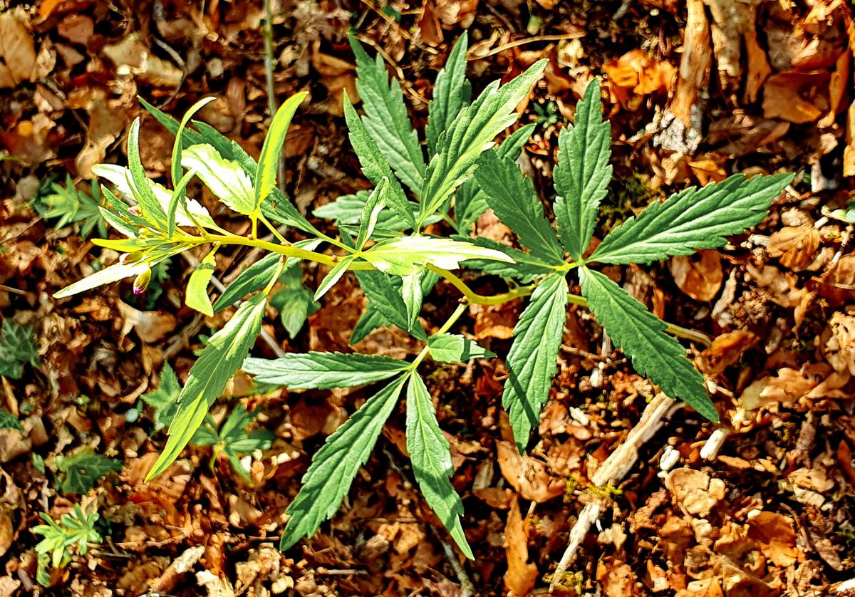 Echte Schlüsselblume (Primula veris) Echte Schlüsselblume (Primula veris)