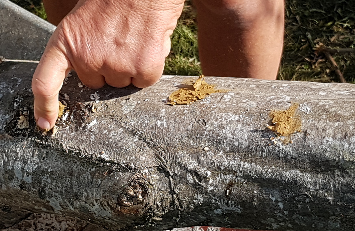 Kulturpilze auf Holzstämmen - Impfdübel mit Lehm verschließen