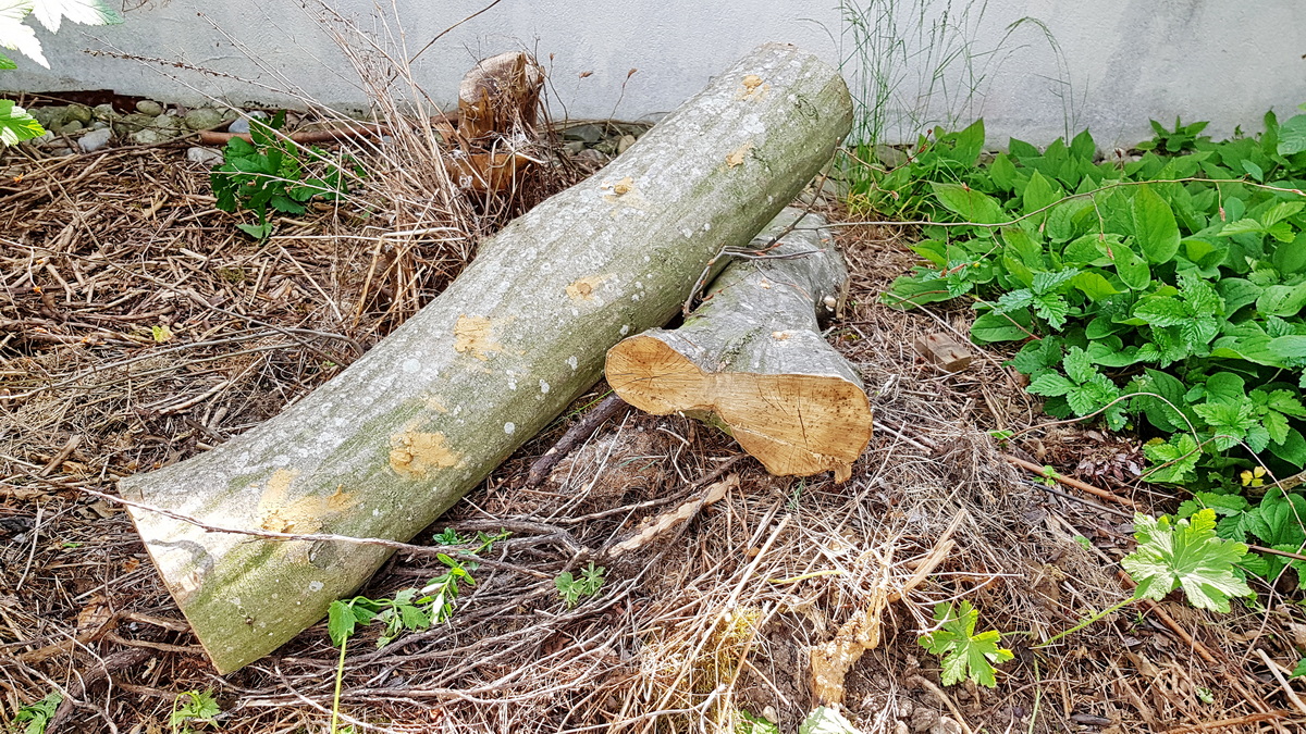 Kulturpilze auf Holzstämmen - beimpfte Stämme sind fertig