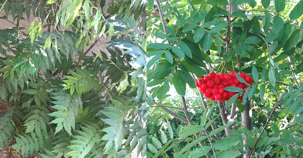 Ailanthus altissima invasive Pflanze