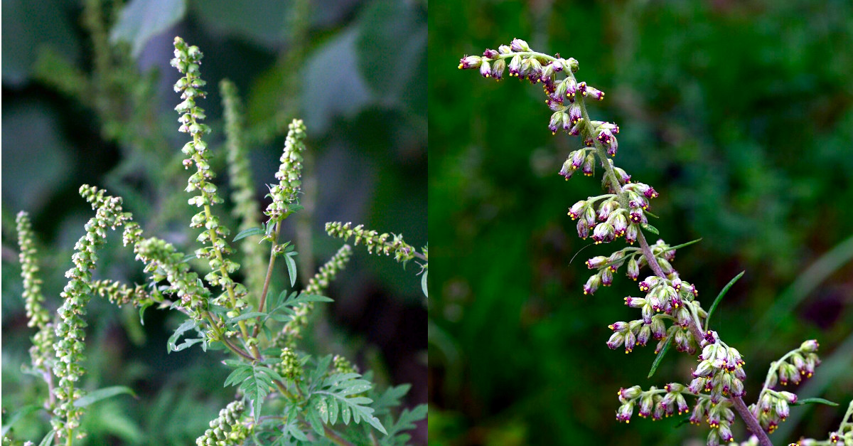 Ambrosia artemisiifolia invasive Pflanze