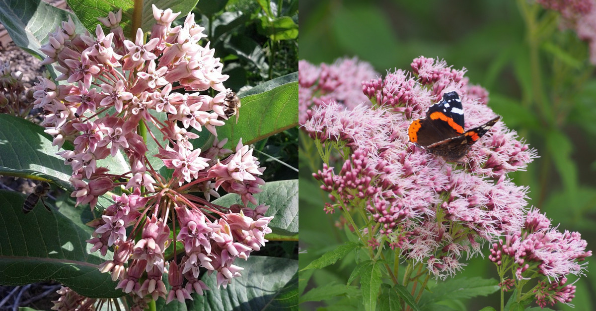 Asclepias syriaca invasive Pflanze