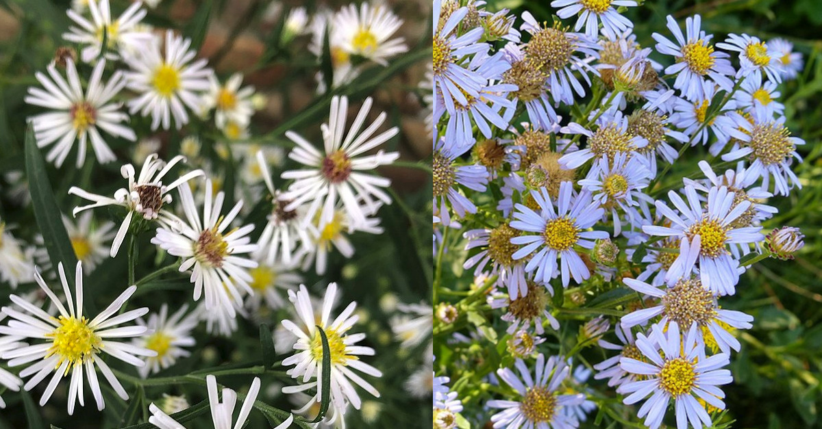 Aster lanceolatus invasive Pflanze