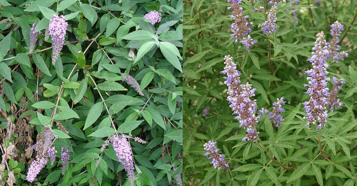 Buddleja davidii invasive Pflanze