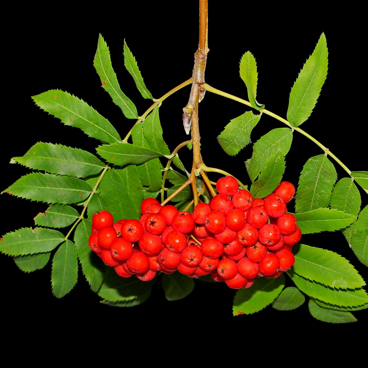 Eberesche -Sorbus aucuparia  Zukunftsbaum