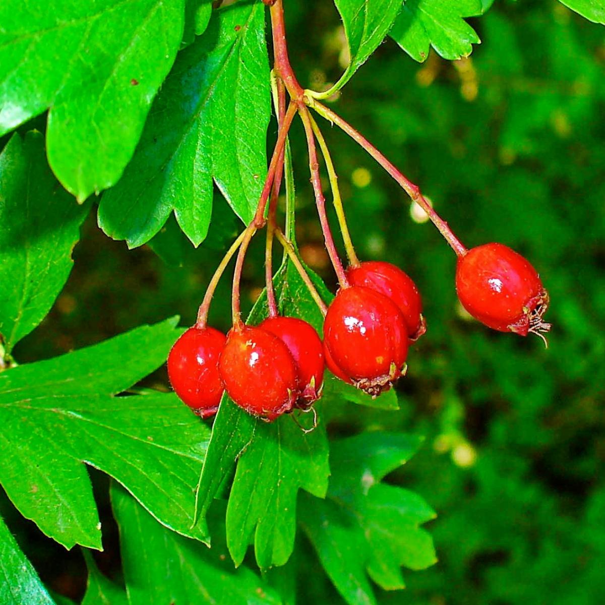 Eingriffliger Weiß-Dorn - Crataegus monogyna  Zukunftsbaum