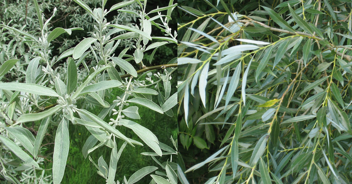 Elaeagnus angustifolia invasive Pflanze