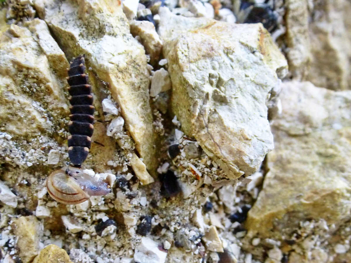 Glühwürmchen Larve schleppt Schnecke kopfüber die Felswand hoch