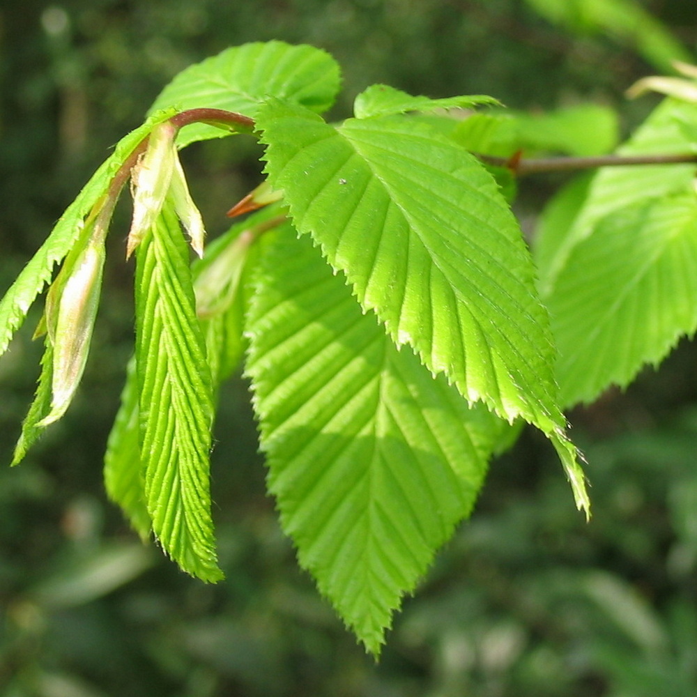 Carpinus betulus - Hainbuche Zukunftsbaum