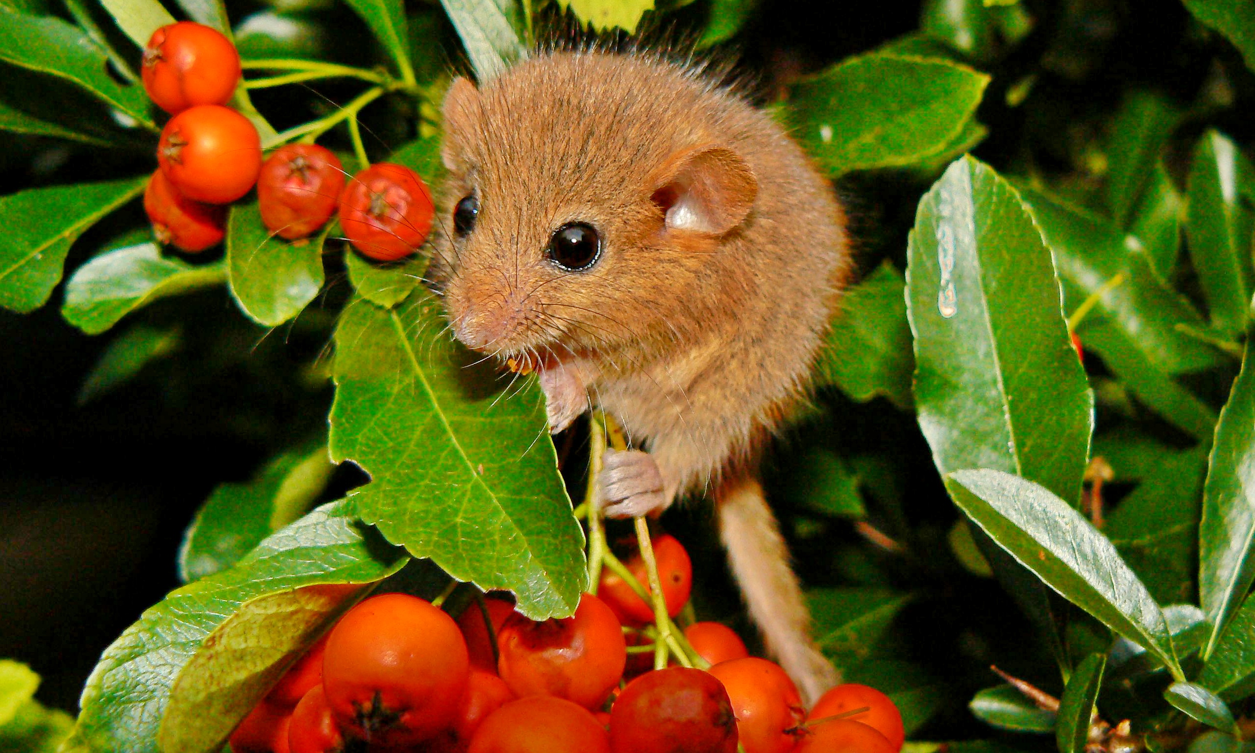 Haselmaus und ihre Futterpflanzen im Garten